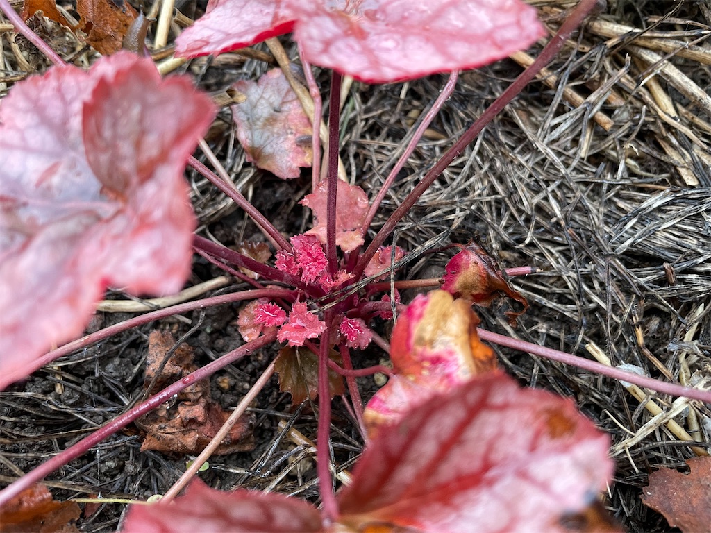 ヒューケラドルチェ の新芽が動き始めました。2023.09.04 - #自然農