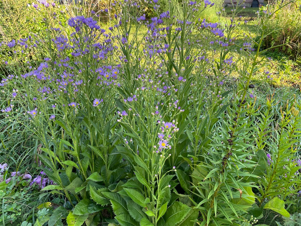 シオン #紫苑 が咲き始めました。秋ですね～。2023.10.04 - #自然農