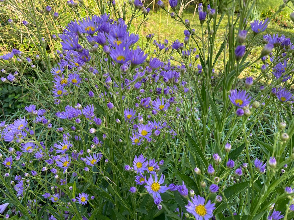 シオン #紫苑 が咲き始めました。秋ですね～。2023.10.04 - #自然農