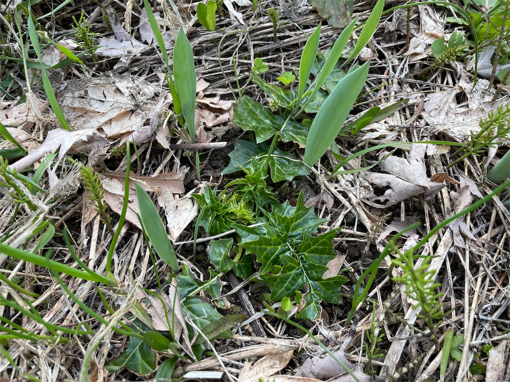f:id:kirdina:20260427143720j:image f:id:kirdina:20260427143720j:image