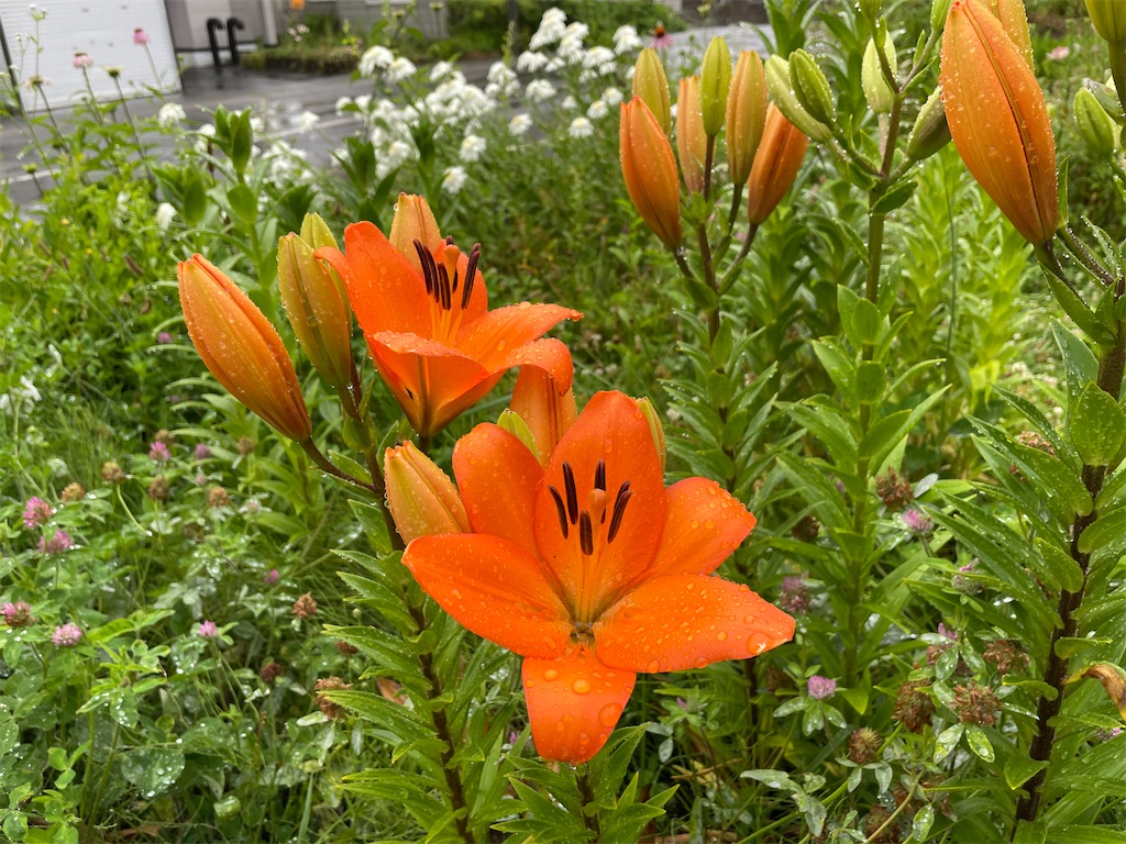 f:id:kirdina:20260710105957j:image f:id:kirdina:20260710105957j:image