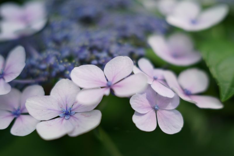 SIGMA 45mm F2.8 DG DN Contemporary - kiricub