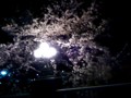 夜桜〜