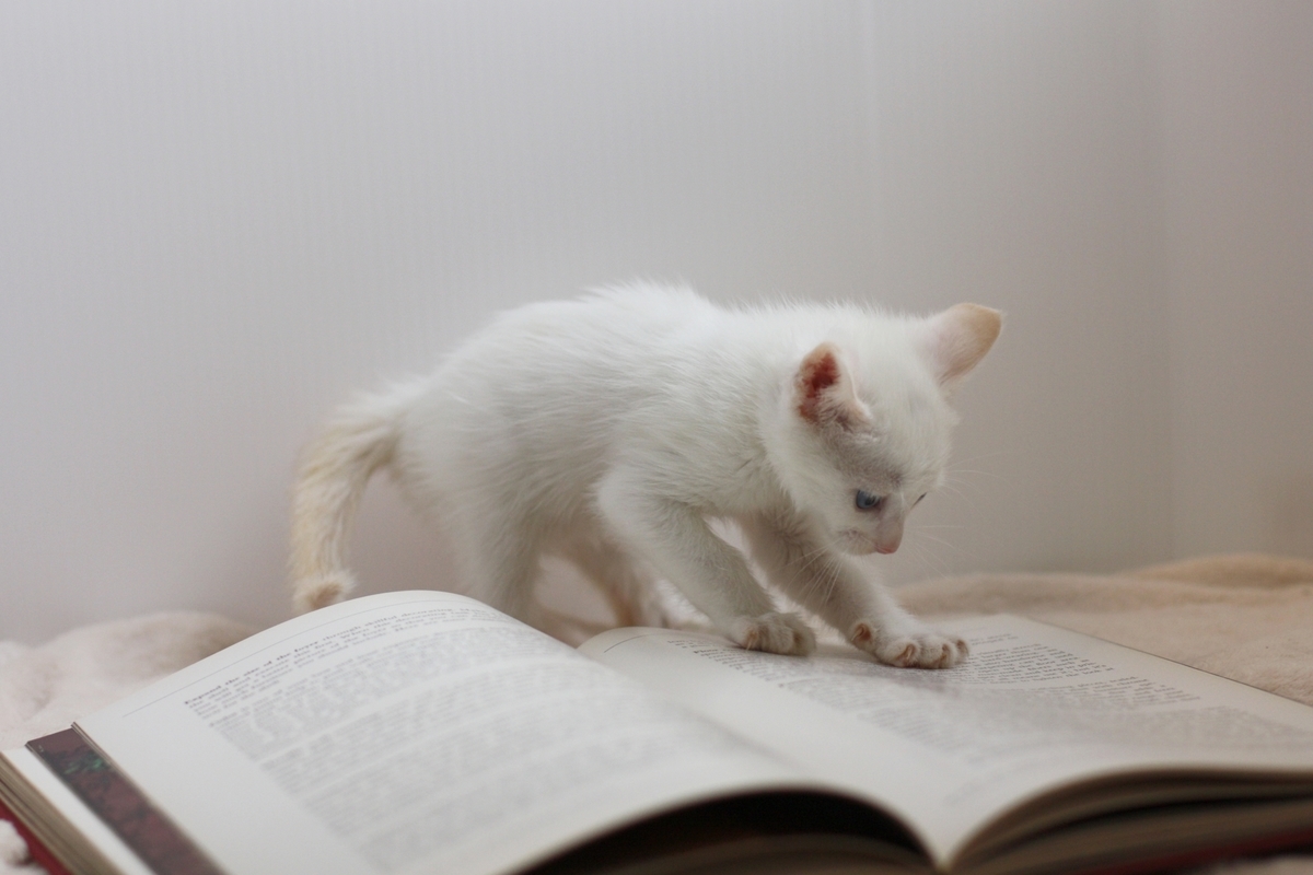 読書する猫