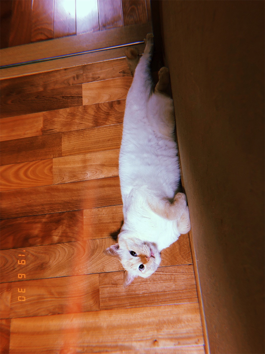 f:id:kirin1104:20190702220045j:image f:id:kirin1104:20190702220045j:image