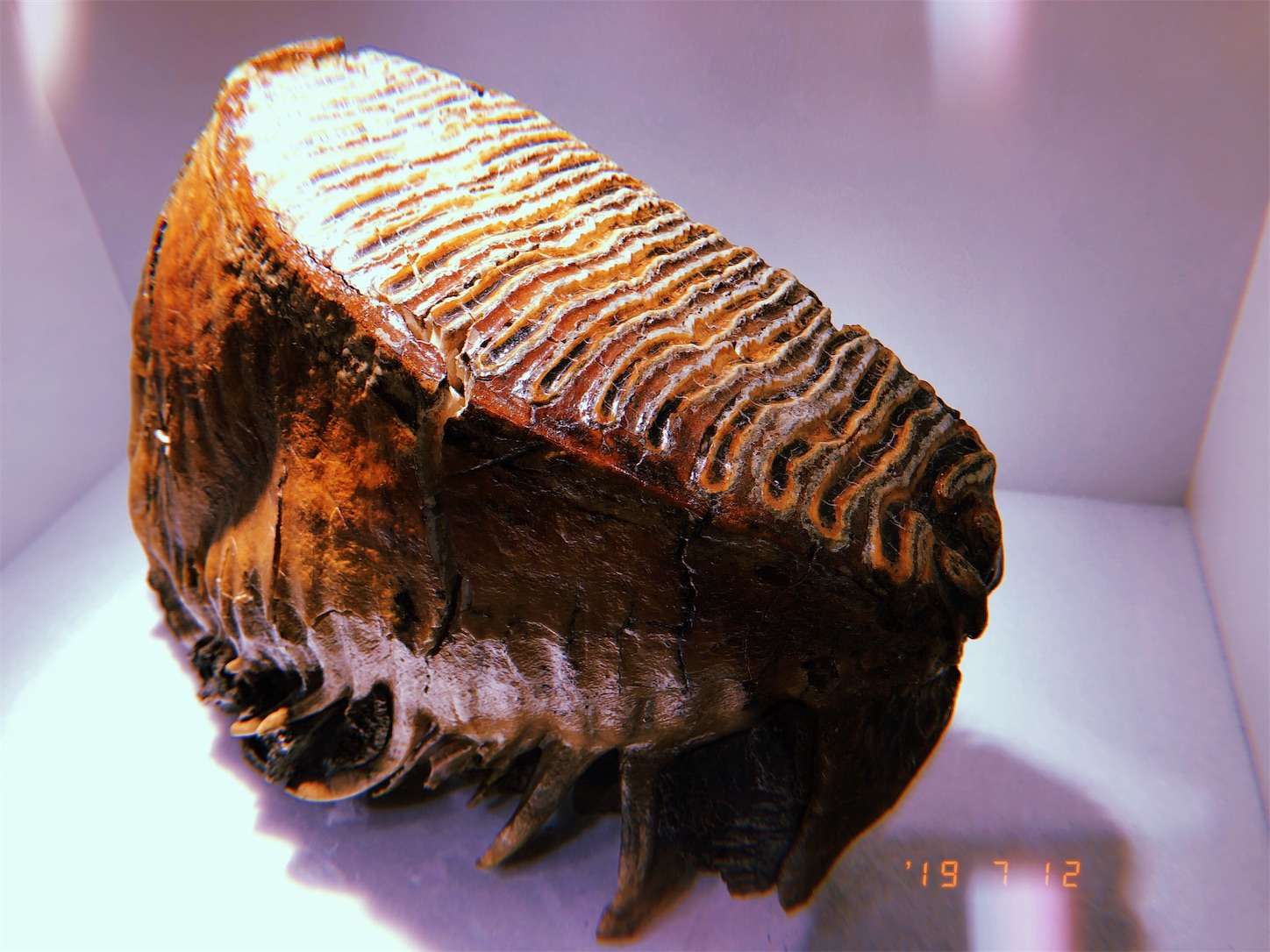 f:id:kirin1104:20190717203906j:image f:id:kirin1104:20190717203906j:image