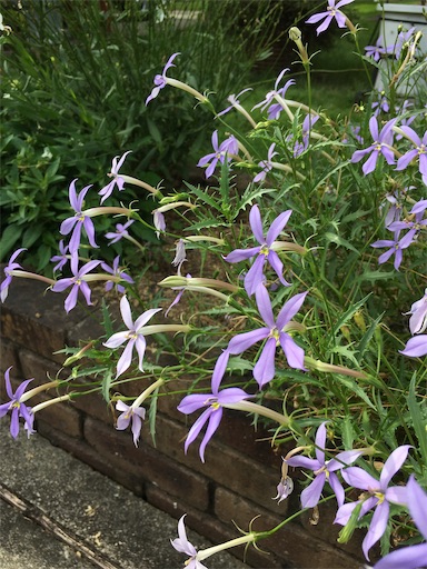 f:id:kirin385:20220806154826j:image f:id:kirin385:20220806154826j:image