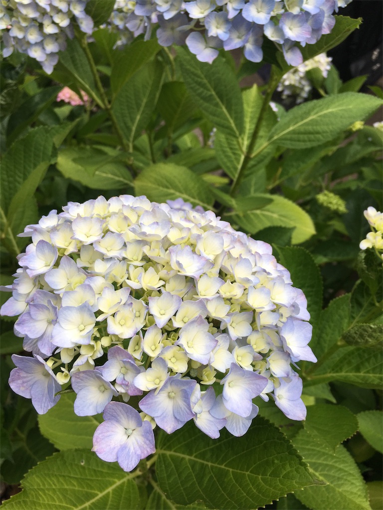 f:id:kirin5699:20190617185954j:image