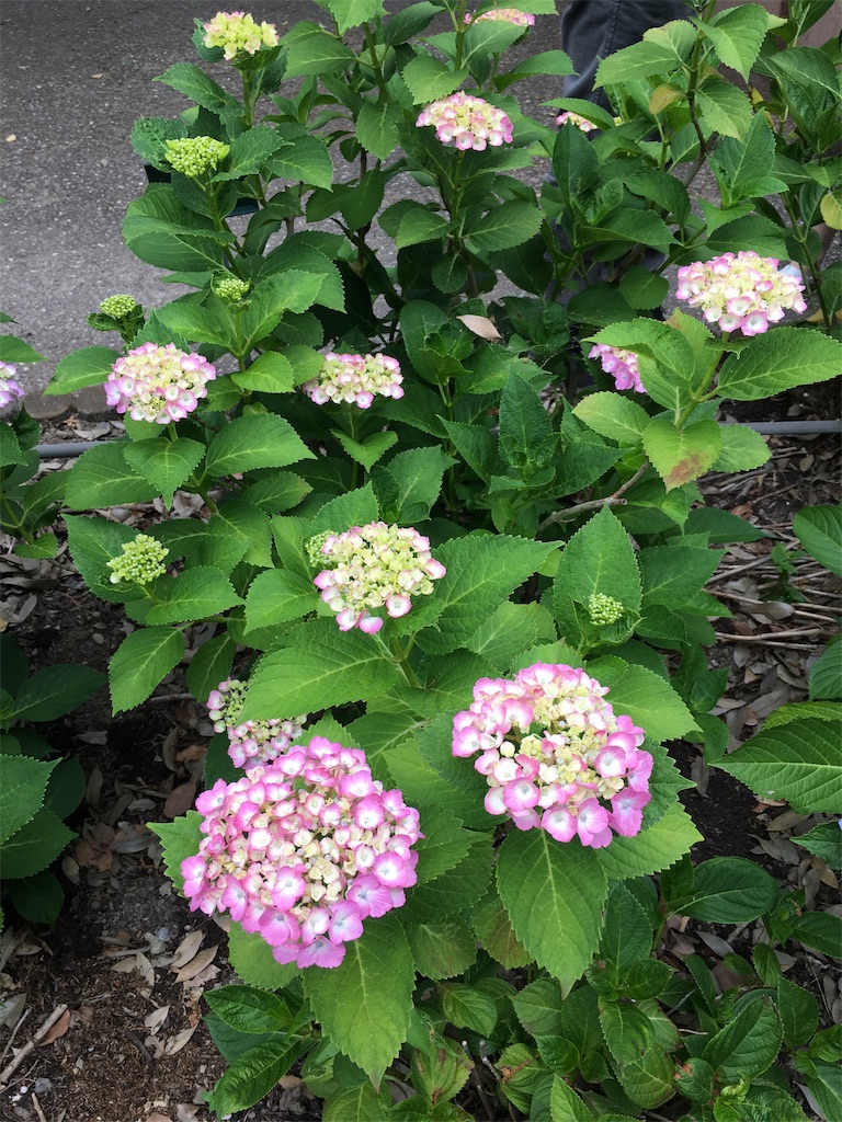 f:id:kirin5699:20190617185958j:image