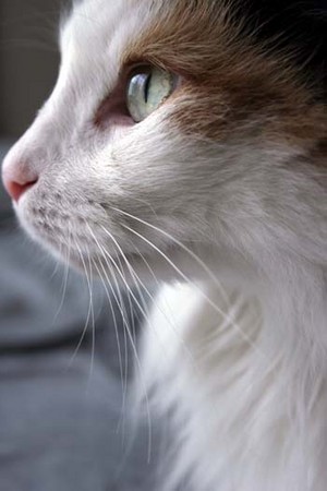 夏の猫 横顔 ねこのみみ