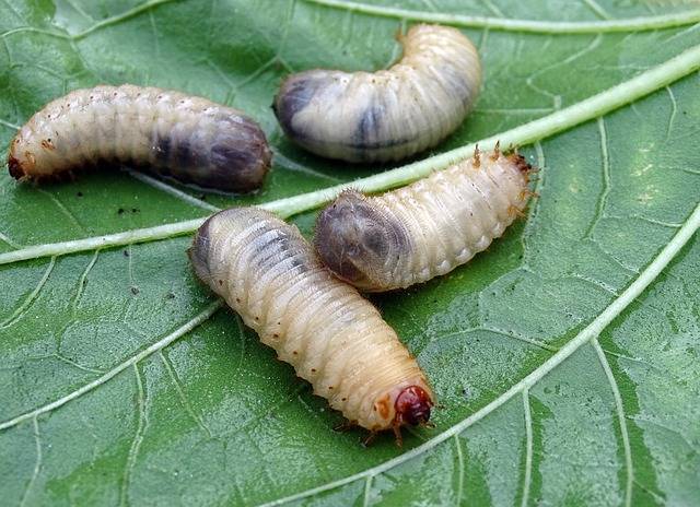 俺的 気持ち悪い虫ランキング ４０ いくらで食えるか キリンノックスのブログ