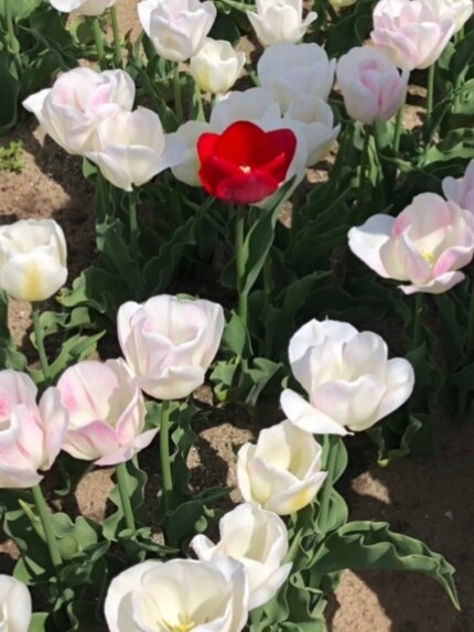 f:id:kirinshimauma99:20190501085606j:image f:id:kirinshimauma99:20190501085606j:image