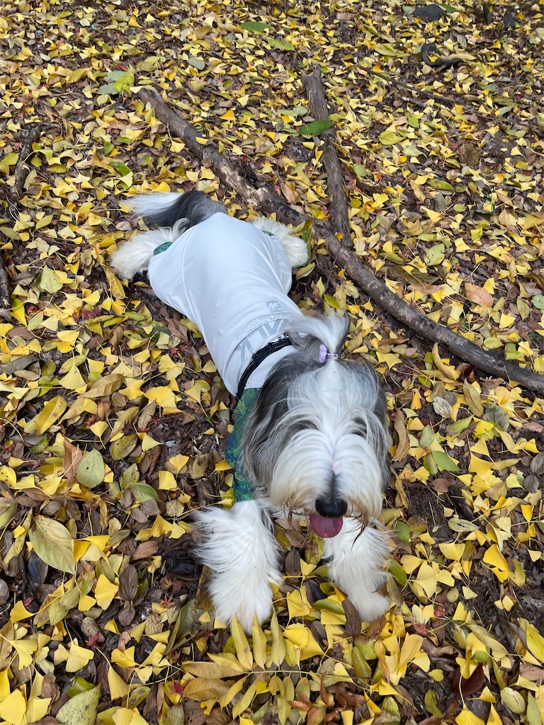 f:id:kirintokaeru:20251207035410j:image