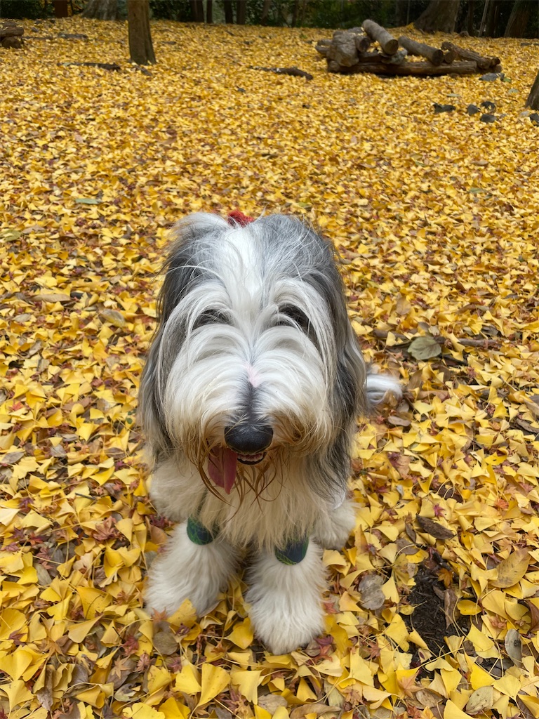 f:id:kirintokaeru:20251207035512j:image