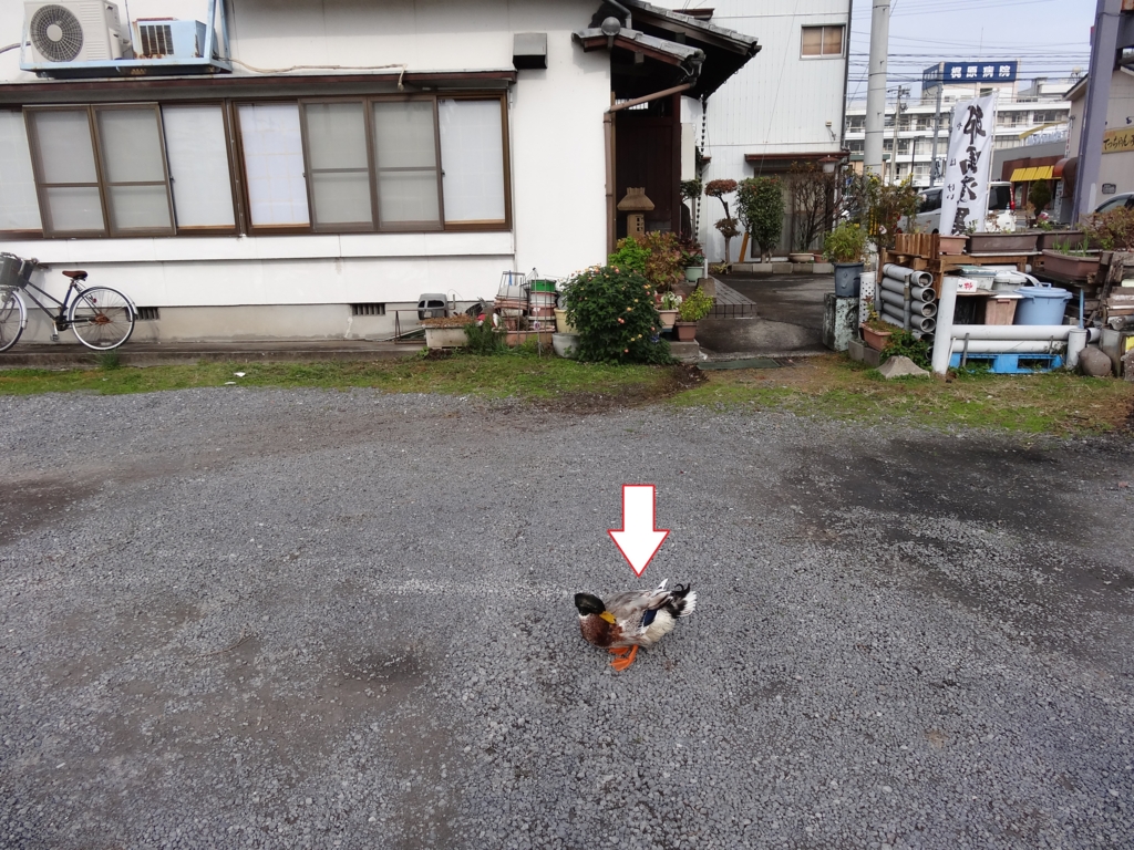 f:id:kirinup:20161201081040j:plain f:id:kirinup:20161201081040j:plain