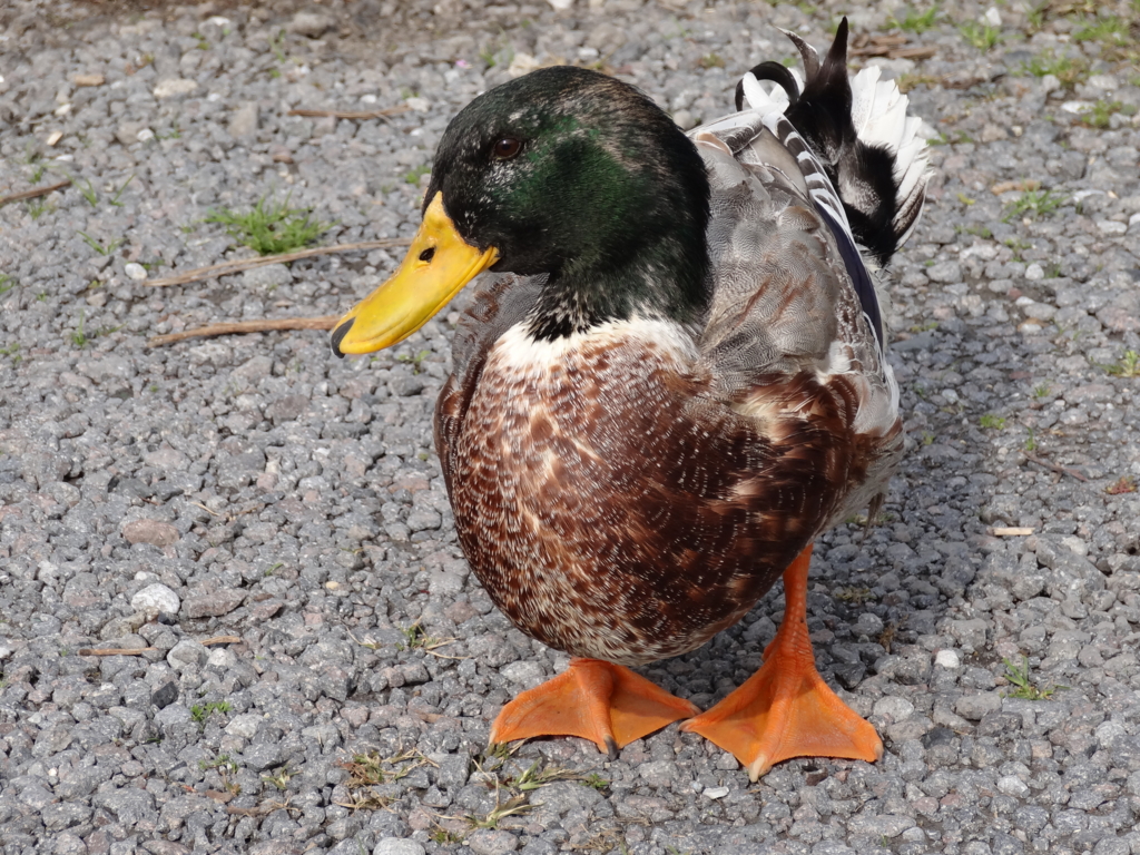 f:id:kirinup:20161201081205j:plain f:id:kirinup:20161201081205j:plain