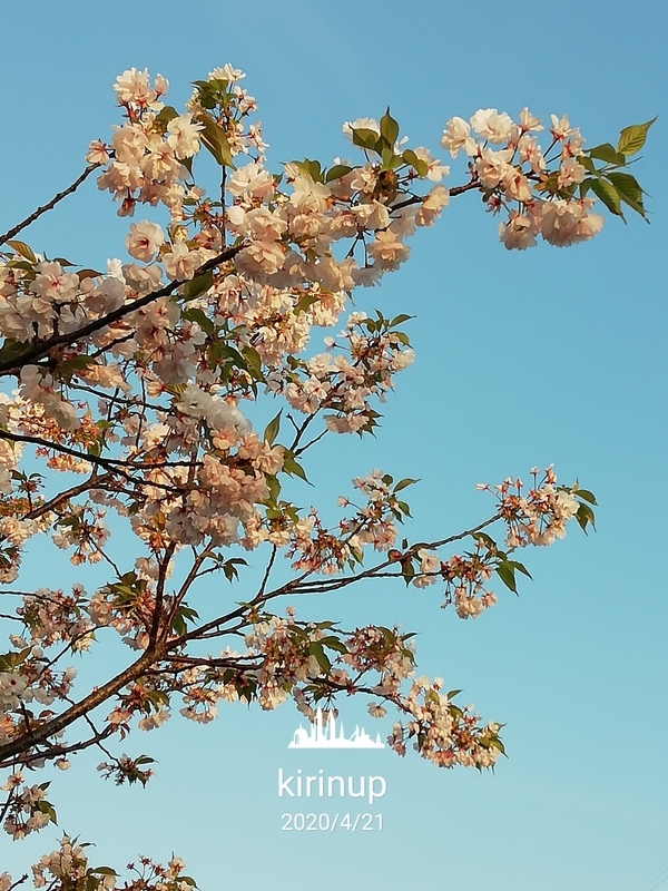 f:id:kirinup:20200421213055j:plain f:id:kirinup:20200421213055j:plain