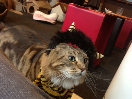 f:id:kiririmode:20130202124612j:image
