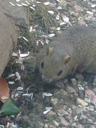 f:id:kiririmode:20140111132112j:image