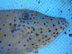 f:id:kirishimaonsen:20191203231830j:plain