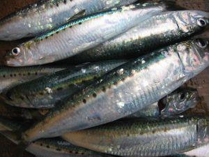 f:id:kirishimaonsen:20191203231904j:plain