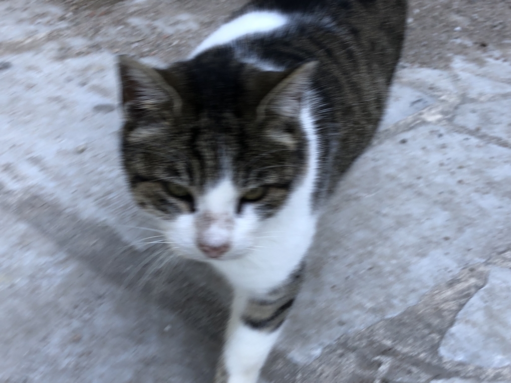 f:id:kiritanpotan:20180111231640j:plain