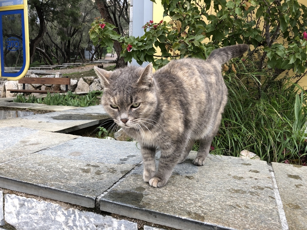 f:id:kiritanpotan:20190126113142j:plain