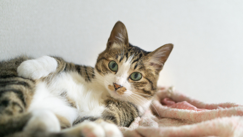 f:id:kiroitori123:20210918212752j:plain