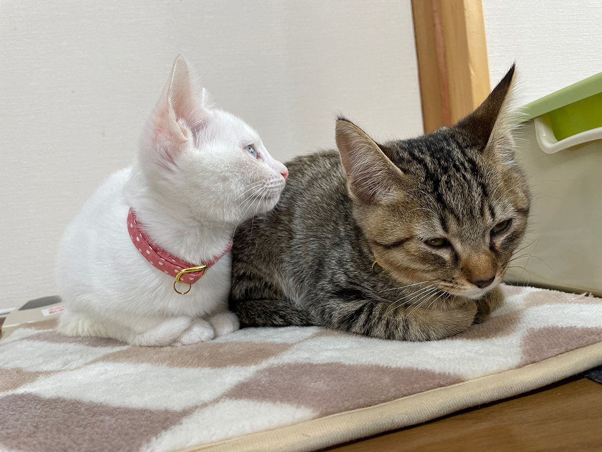 f:id:kiroitori123:20211025220218j:plain