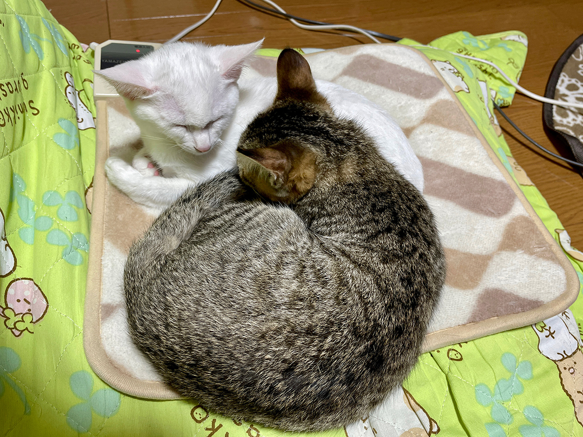 f:id:kiroitori123:20211113220408j:plain