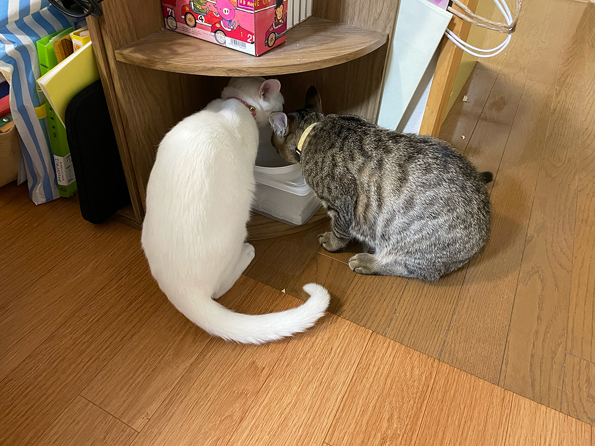 f:id:kiroitori123:20220205211048j:plain