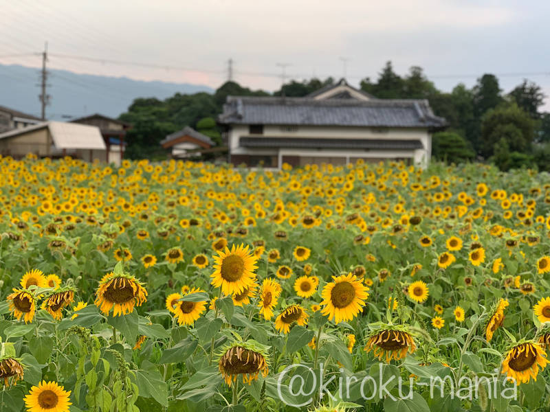 f:id:kiroku-mania:20211119232038j:plain