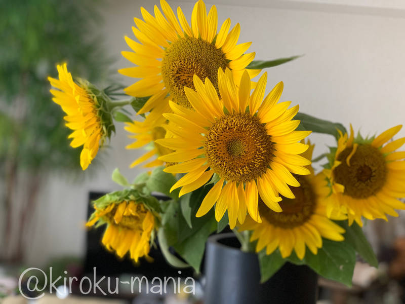f:id:kiroku-mania:20211119232102j:plain
