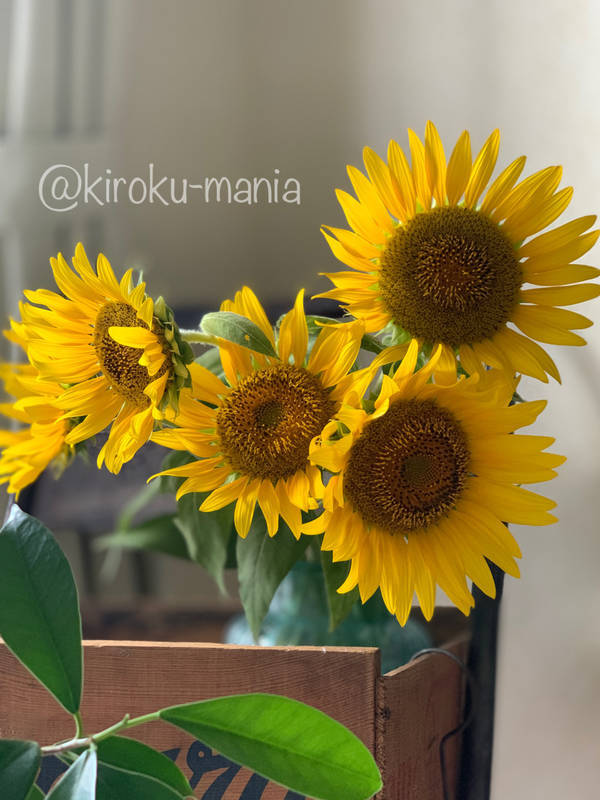 f:id:kiroku-mania:20211119232106j:plain