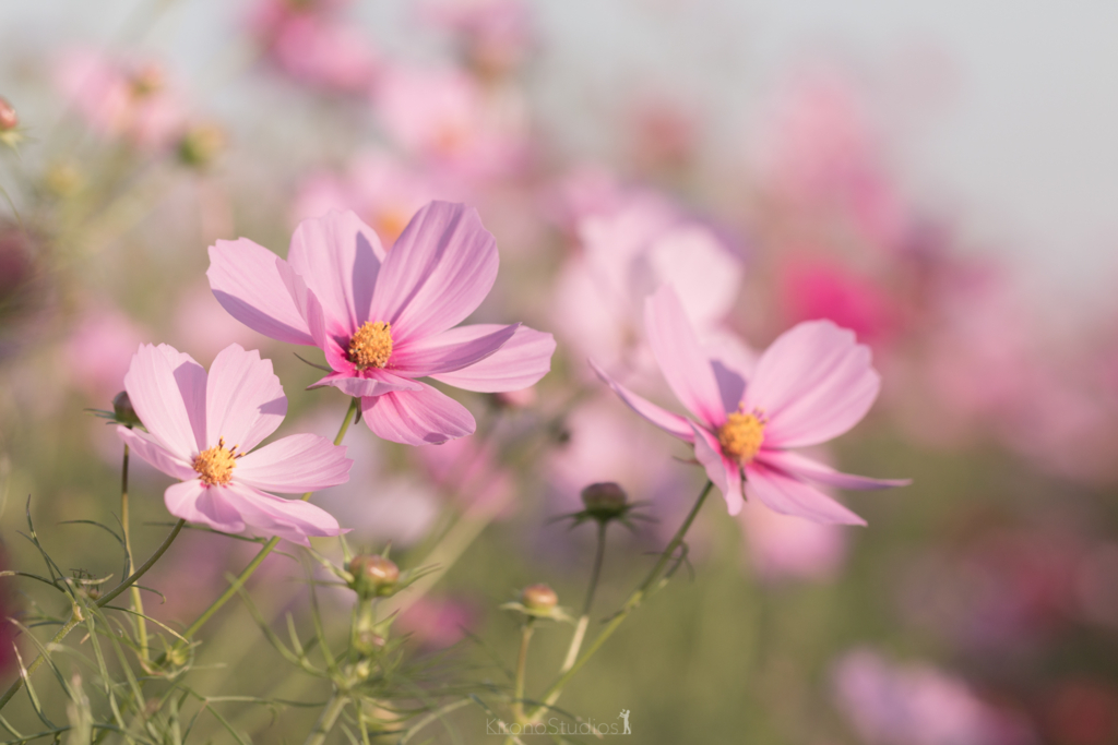f:id:kironono:20161017224612j:plain f:id:kironono:20161017224612j:plain