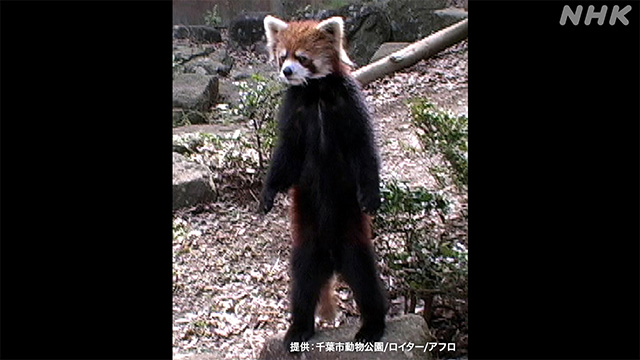 f:id:kisamoko:20220301212806j:plain