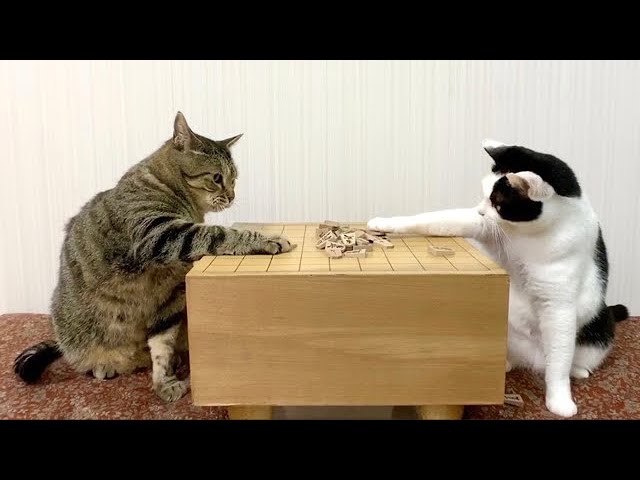 f:id:kisamoko:20220301224941j:plain