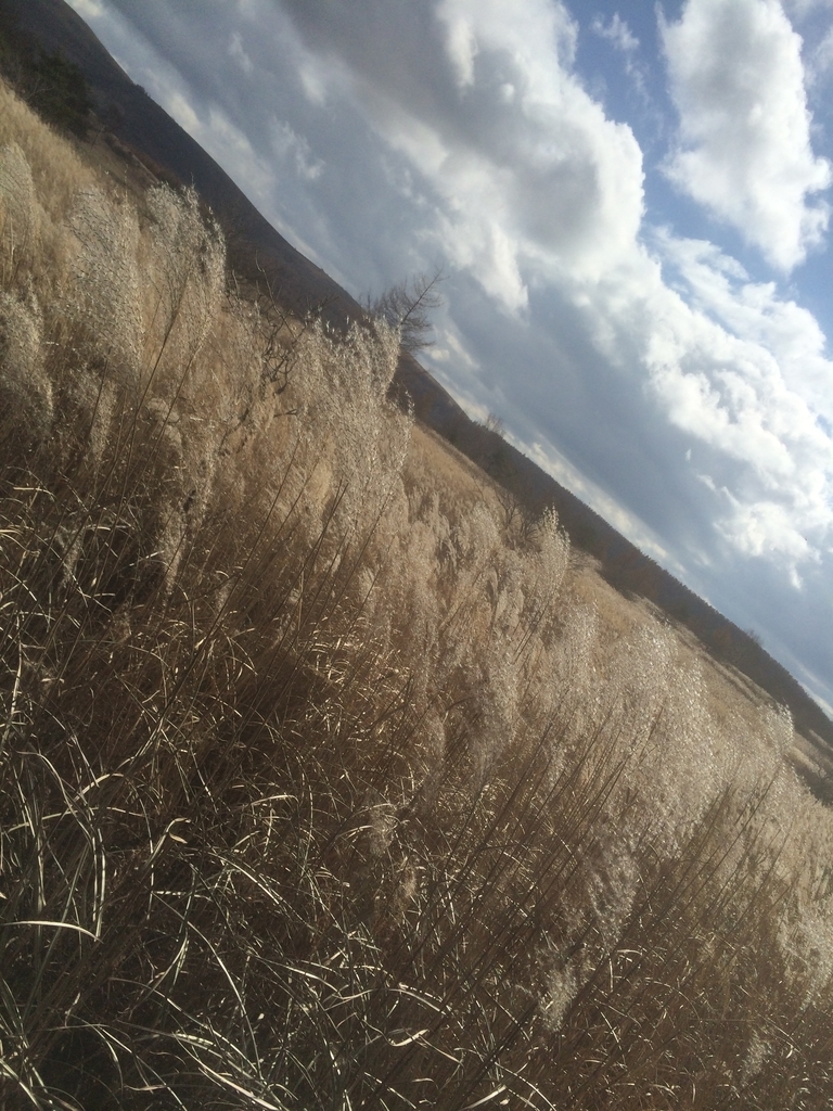 f:id:kisaragi5:20181103115356j:plain