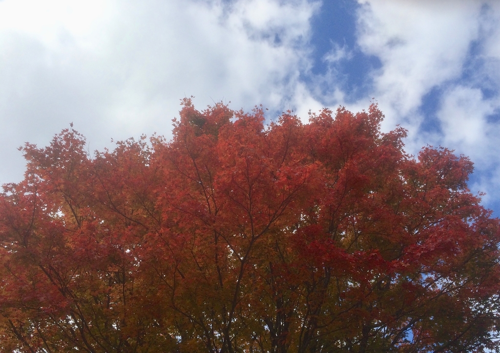 f:id:kisaragi5:20181103132023j:plain