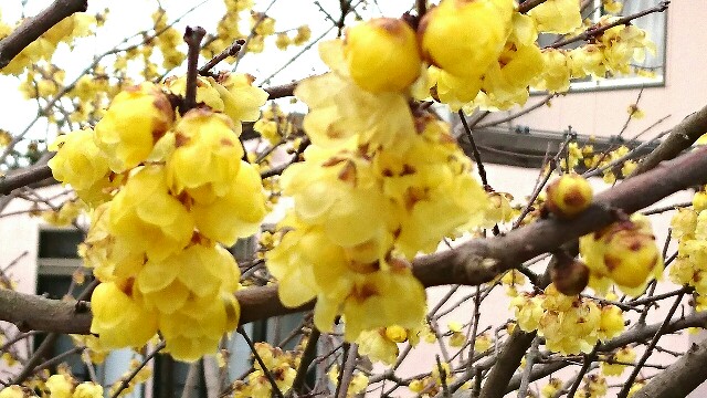 f:id:kisaragikyo:20170225163154j:image f:id:kisaragikyo:20170225163154j:image