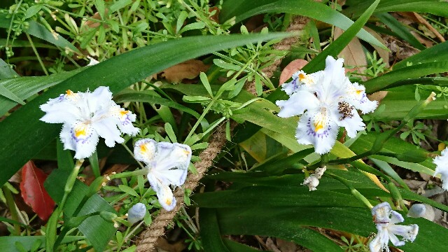 f:id:kisaragikyo:20170506133121j:image f:id:kisaragikyo:20170506133121j:image