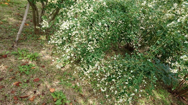 f:id:kisaragikyo:20170926160623j:image f:id:kisaragikyo:20170926160623j:image