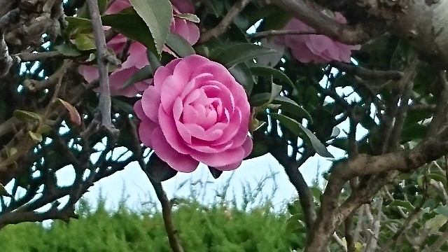 f:id:kisaragikyo:20171119152918j:image f:id:kisaragikyo:20171119152918j:image