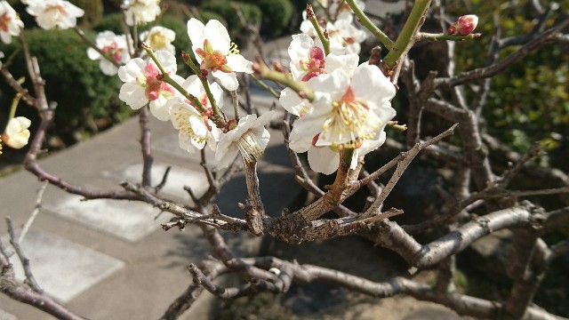 f:id:kisaragikyo:20180318151817j:image f:id:kisaragikyo:20180318151817j:image