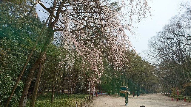 f:id:kisaragikyo:20180326142108j:image f:id:kisaragikyo:20180326142108j:image