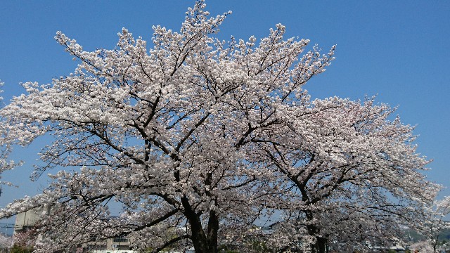 f:id:kisaragikyo:20180328152220j:image f:id:kisaragikyo:20180328152220j:image