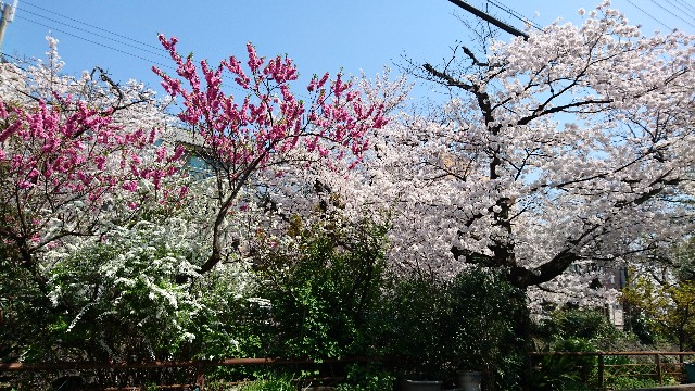 f:id:kisaragikyo:20180328152456j:image f:id:kisaragikyo:20180328152456j:image