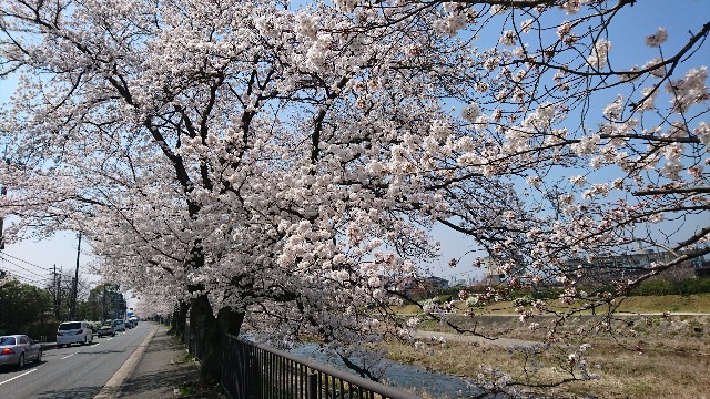f:id:kisaragikyo:20180329073516j:image f:id:kisaragikyo:20180329073516j:image