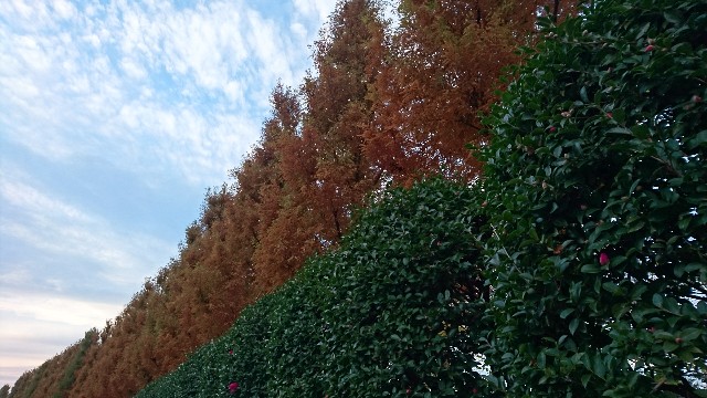 f:id:kisaragikyo:20181205185727j:plain f:id:kisaragikyo:20181205185727j:plain