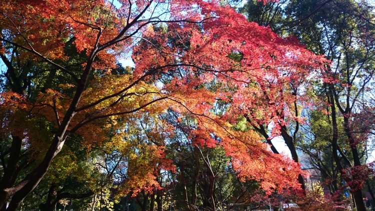 f:id:kiseki617:20151229184404j:image